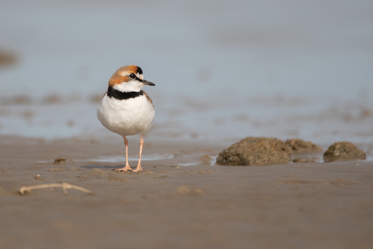Collared Plover - ML606268361
