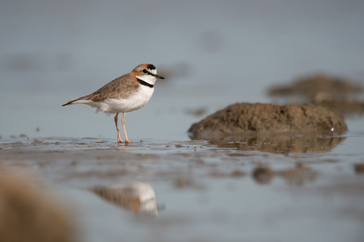 Collared Plover - ML606268381