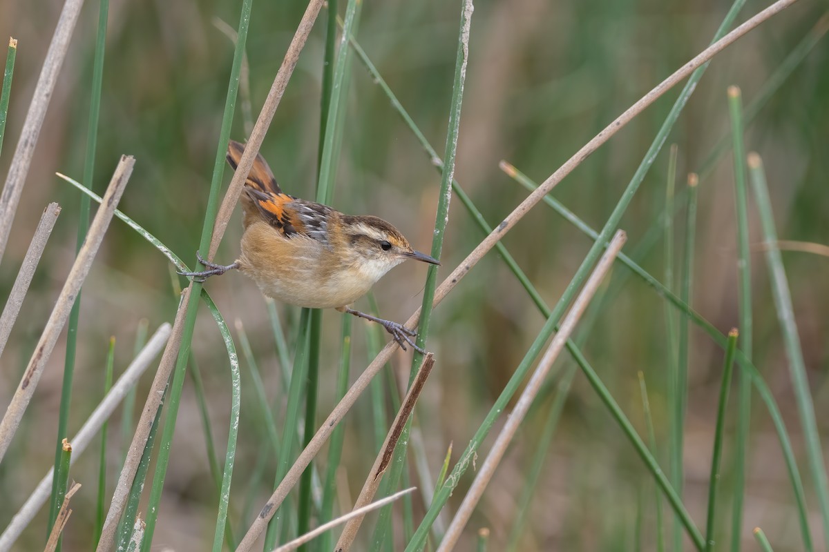 Wren-like Rushbird - Pablo Re