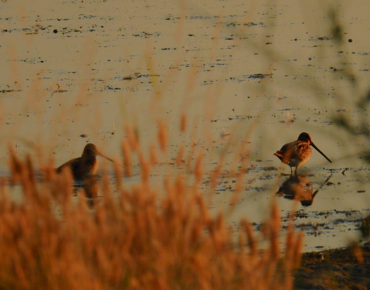 Common Snipe - ML606268921