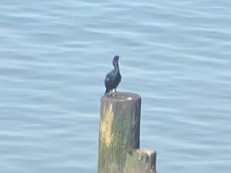 Cormoran pélagique - ML606269021