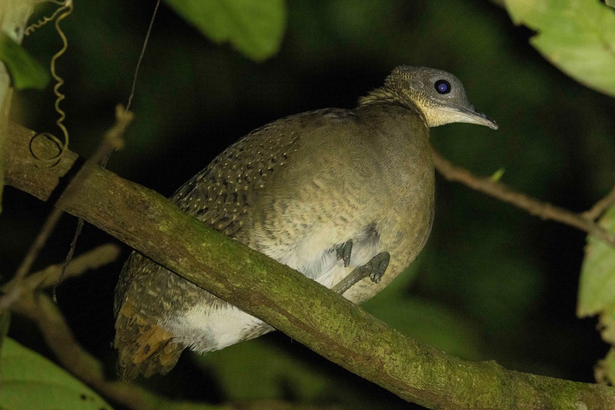 White-throated Tinamou - ML606269131