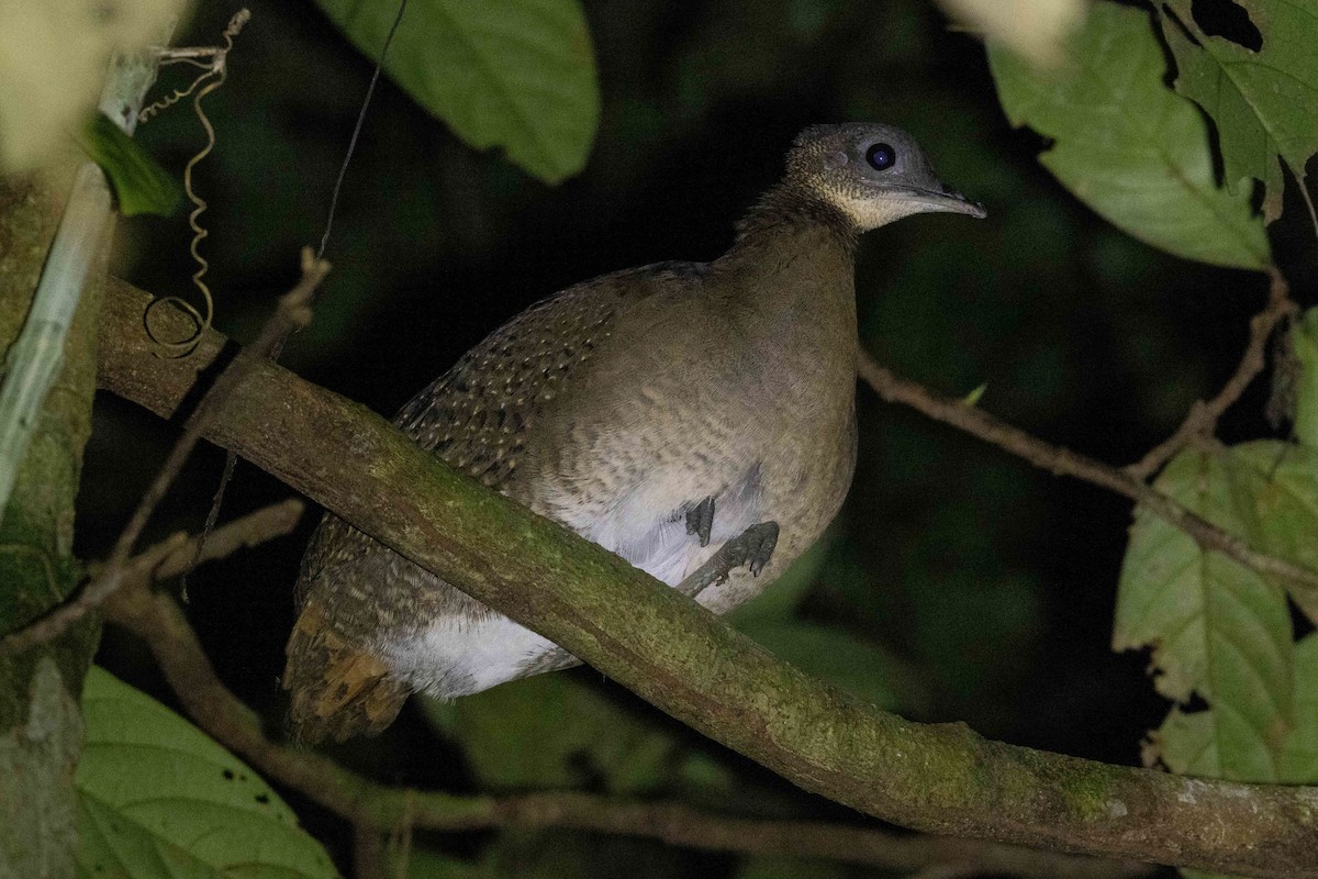 White-throated Tinamou - ML606269171