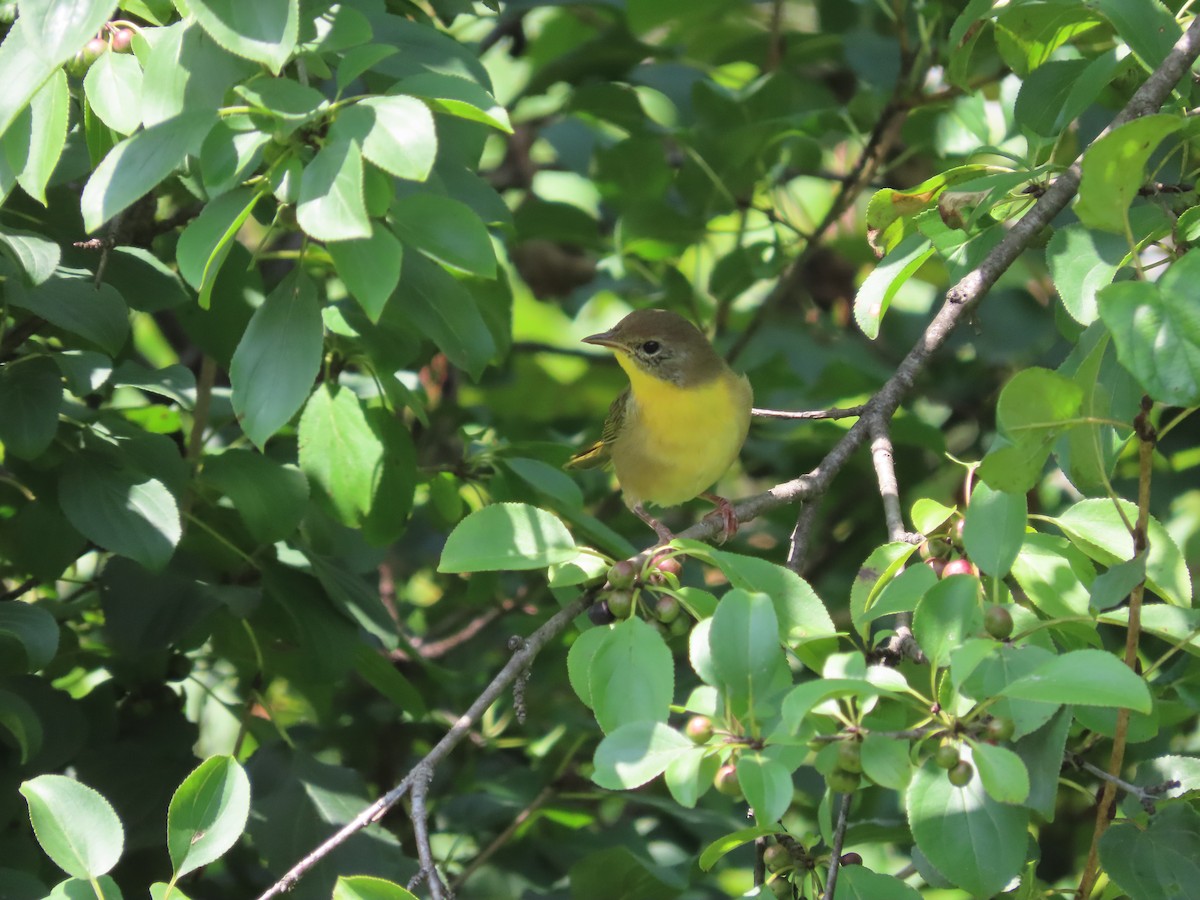 Common Yellowthroat - ML606269251