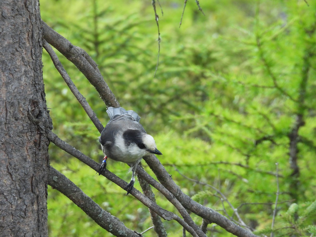 Canada Jay - ML606269851