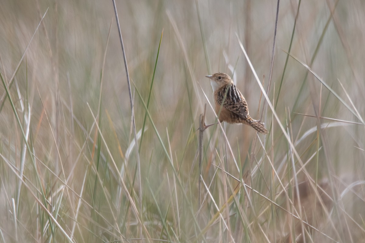 Grass Wren - ML606270141