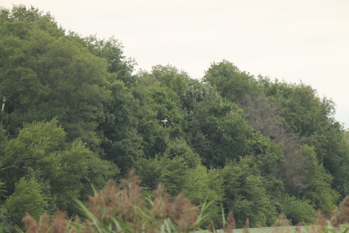 Swallow-tailed Kite - ML606270221