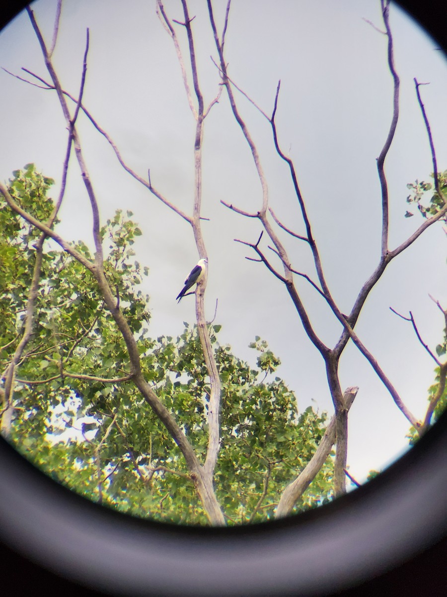 Swallow-tailed Kite - ML606270481