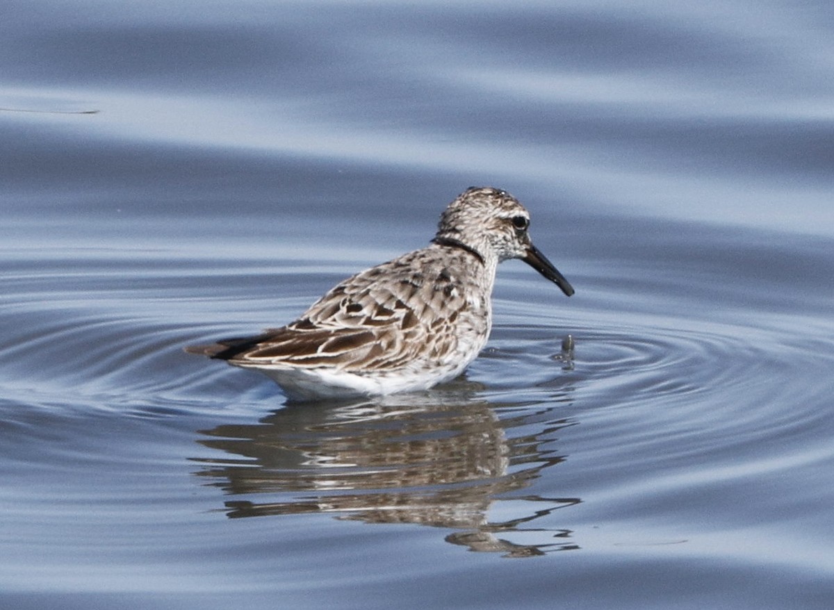 White-rumped Sandpiper - ML606271791