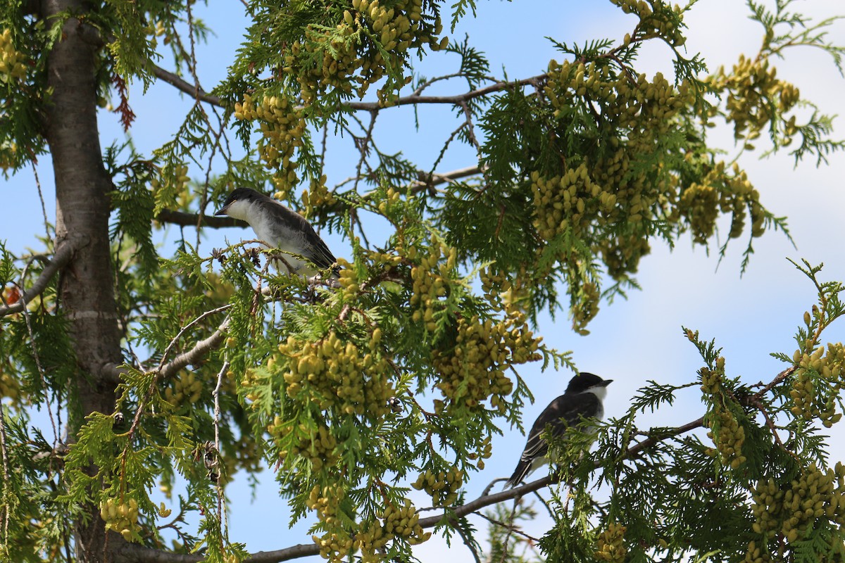 Eastern Kingbird - ML606271831