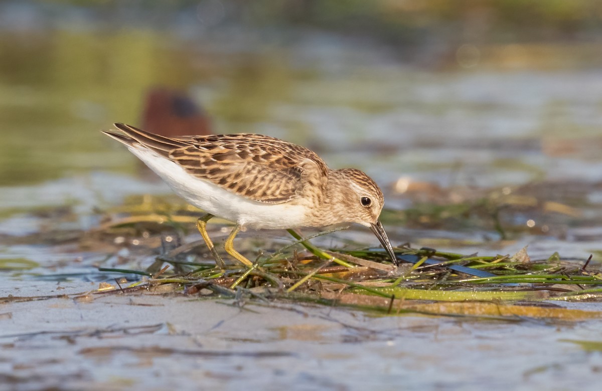 Least Sandpiper - ML606272421