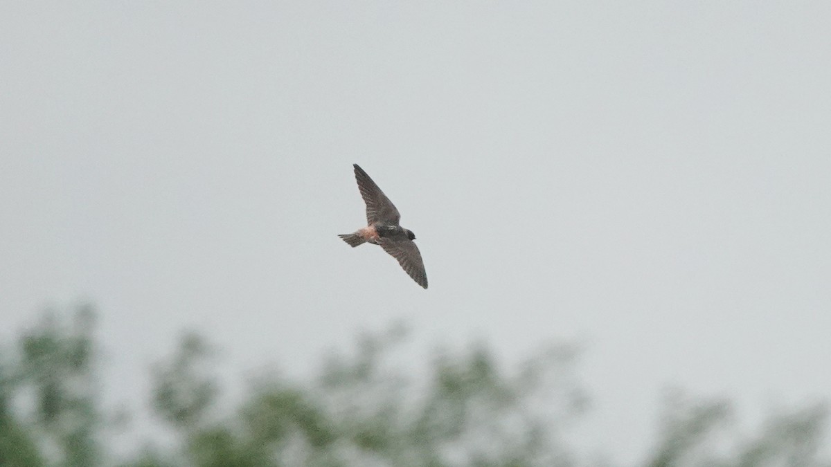 Cliff Swallow - ML606273301