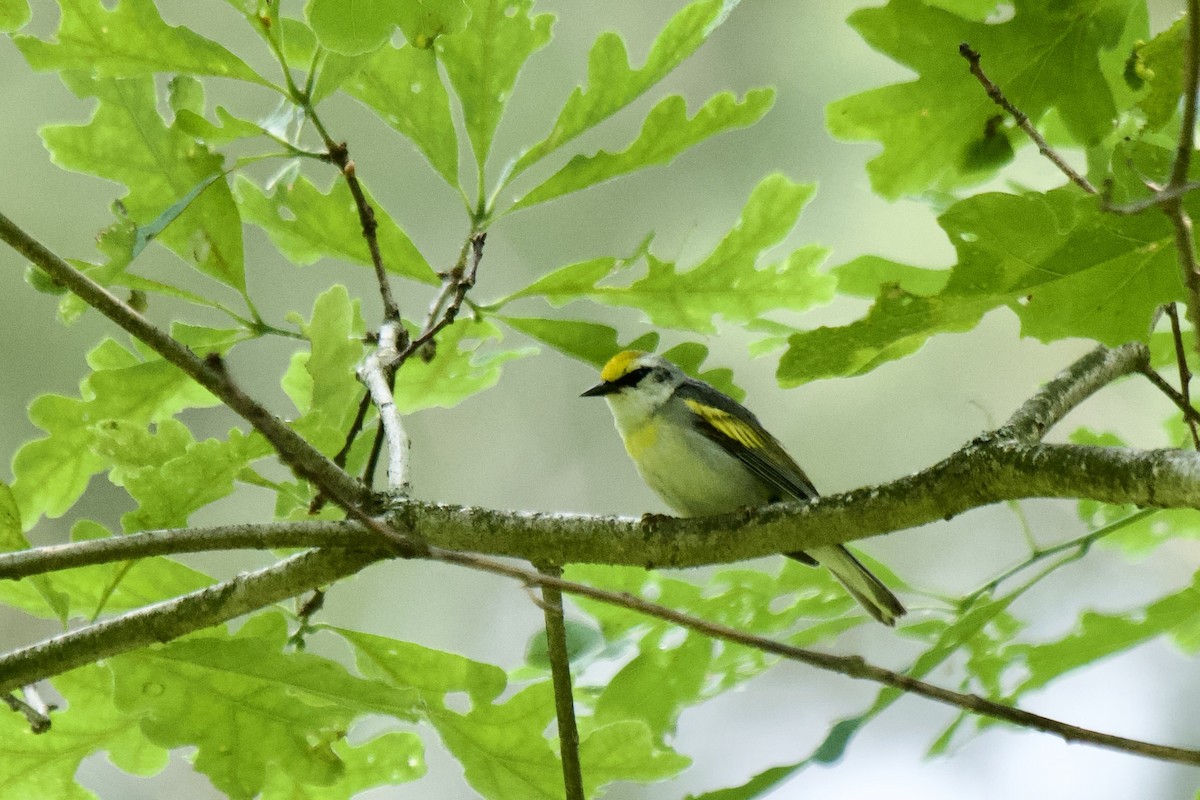 Brewster's Warbler (hybrid) - Michele Carnerie