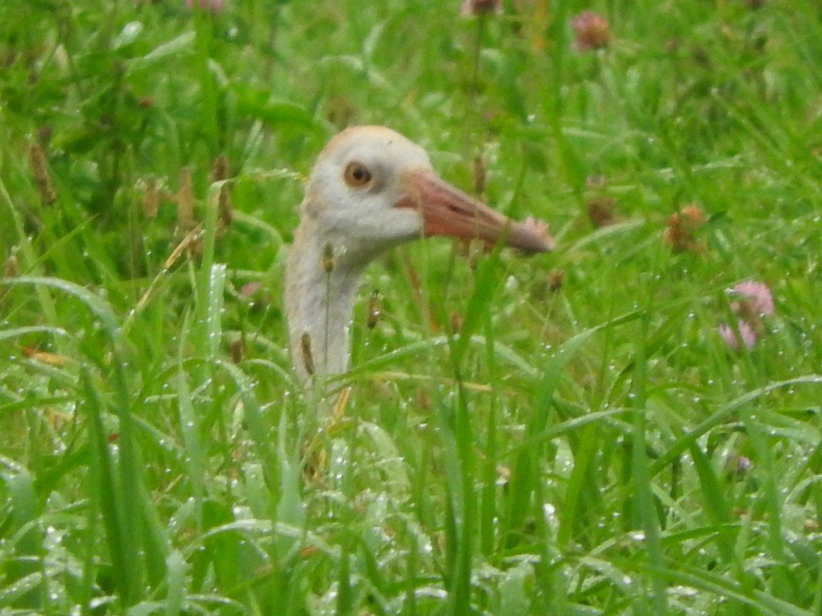 Sandhill Crane - ML606274271