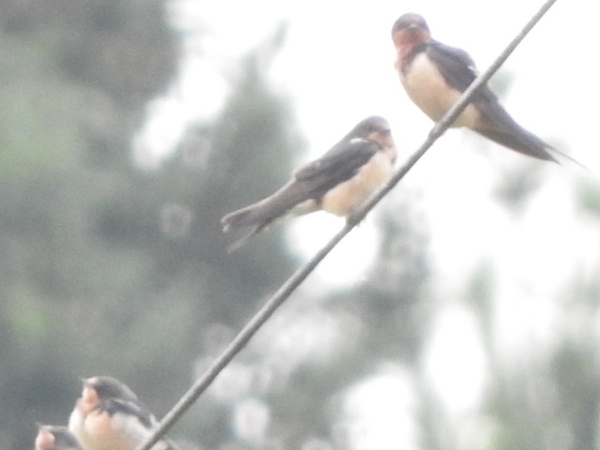 Barn Swallow - Robert Garriock