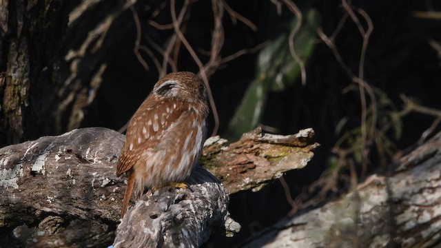 Ferruginous Pygmy-Owl - ML606274431