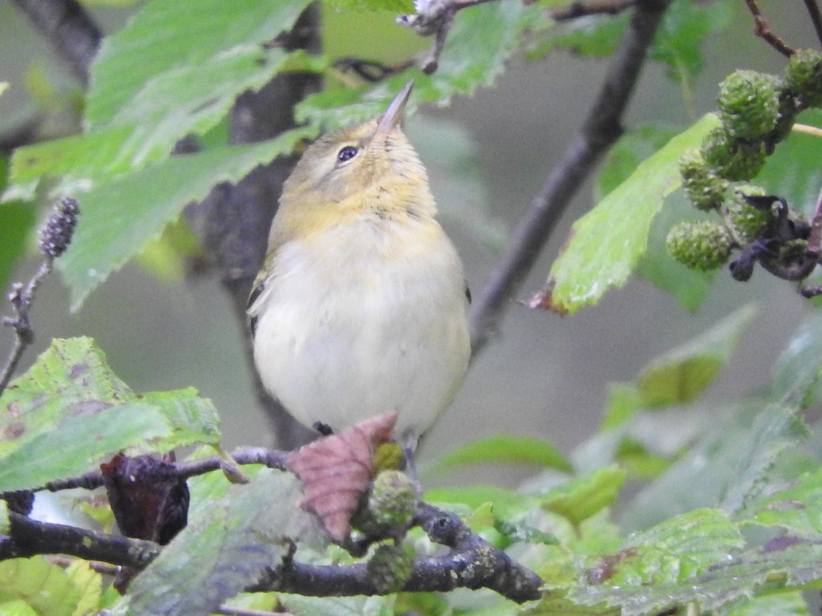 Tennessee Warbler - Robert Garriock