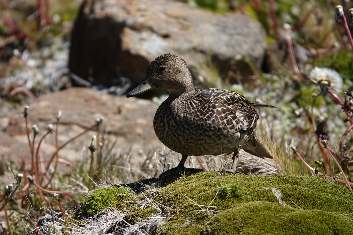 Eaton's Pintail - ML606274581