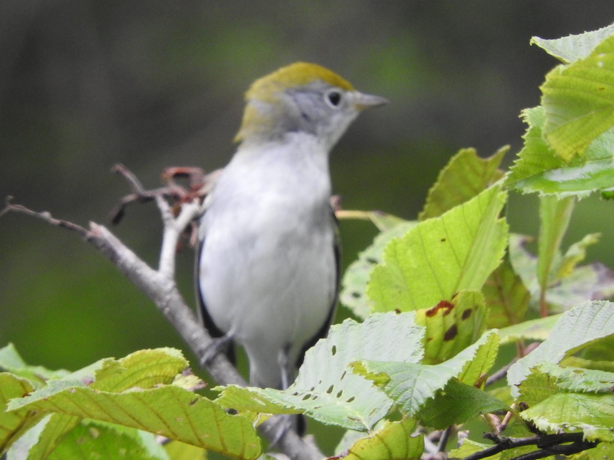 Chestnut-sided Warbler - Robert Garriock