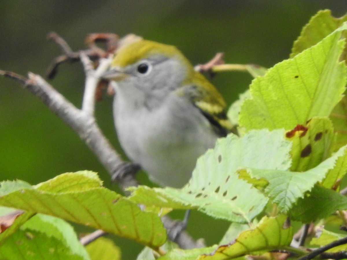 Chestnut-sided Warbler - ML606274711