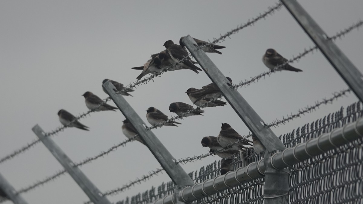 Cliff Swallow - ML606275041