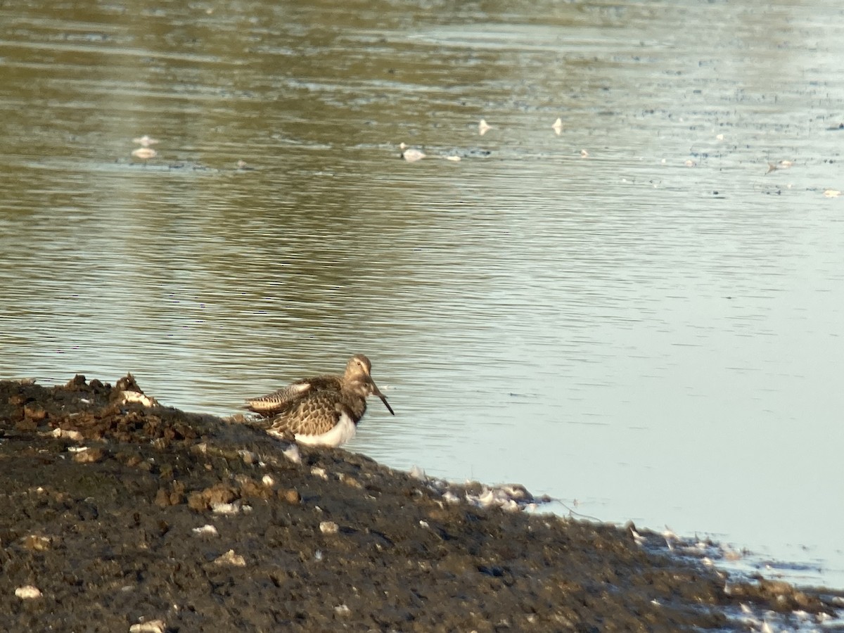 Ruddy Turnstone - ML606275071