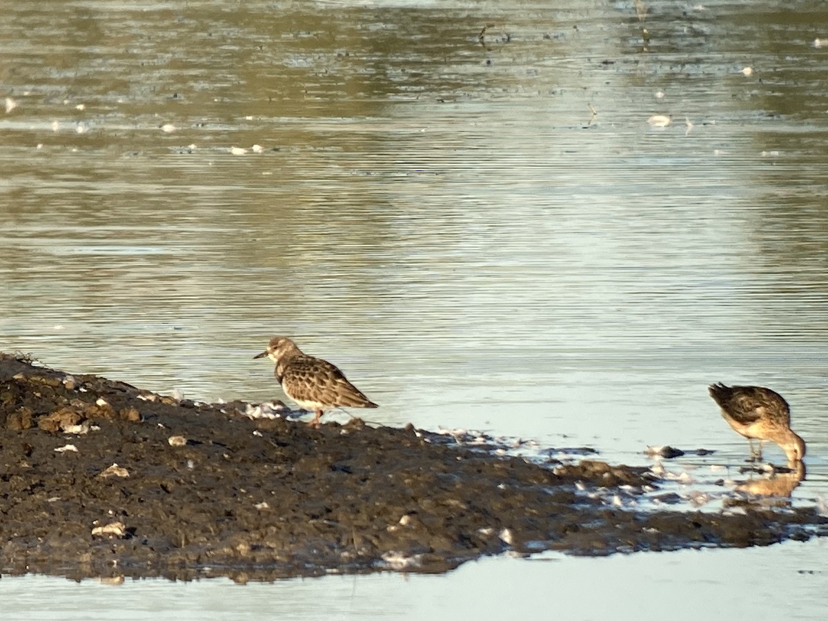 Ruddy Turnstone - ML606275081