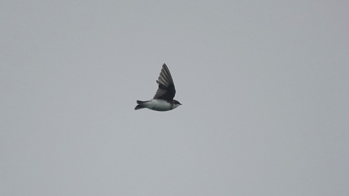 Tree Swallow - ML606275101