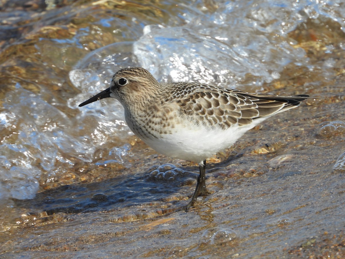 Baird's Sandpiper - John Lundgren