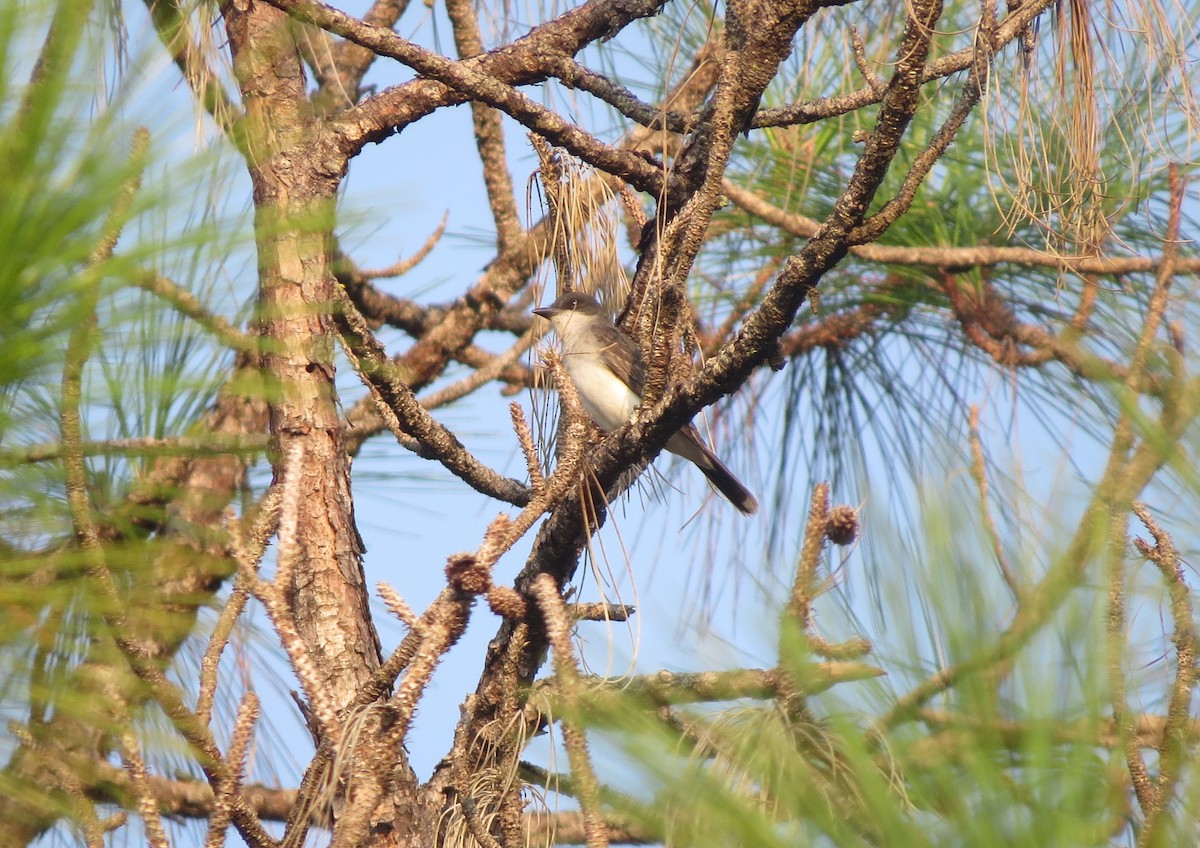 Eastern Kingbird - Bev Hansen