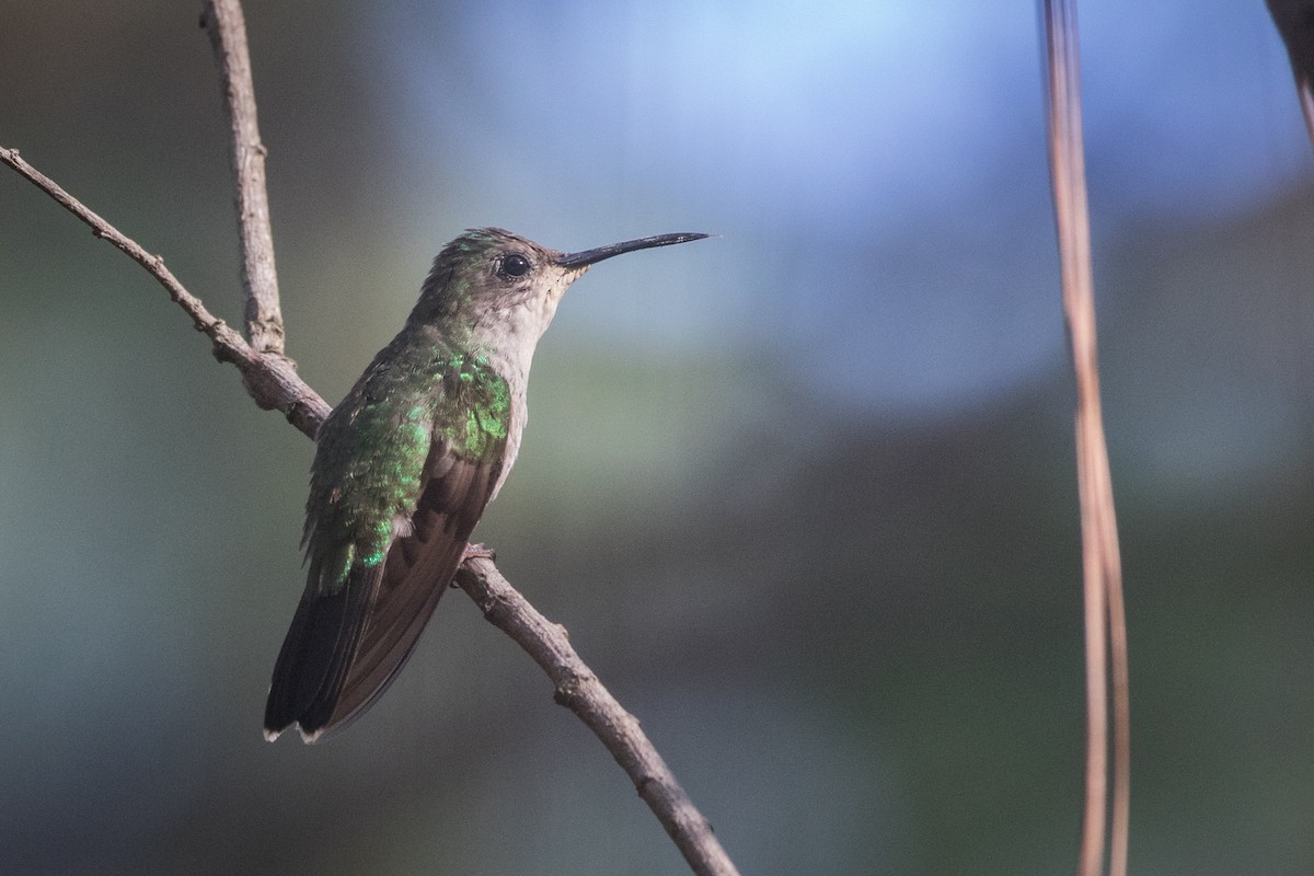 Mexican Woodnymph - ML606275901