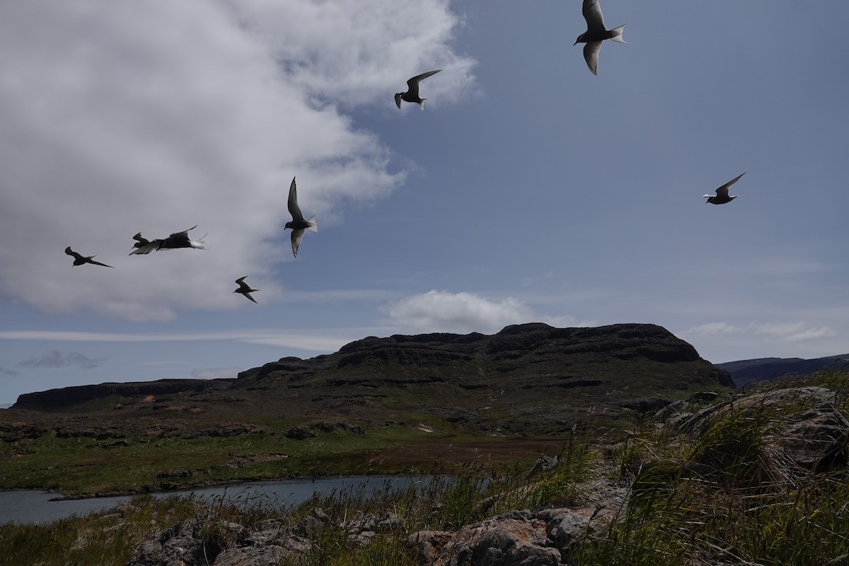 Kerguelen Tern - ML606276221