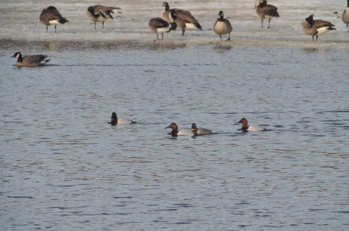 Canvasback - ML606276431