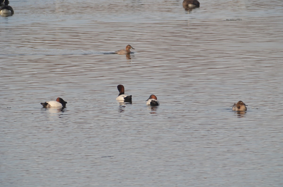 Canvasback - Brian Quindlen