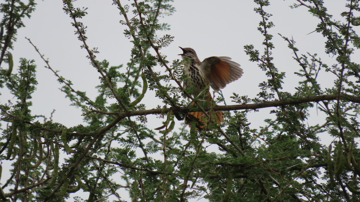 White-browed Coucal - ML606276631