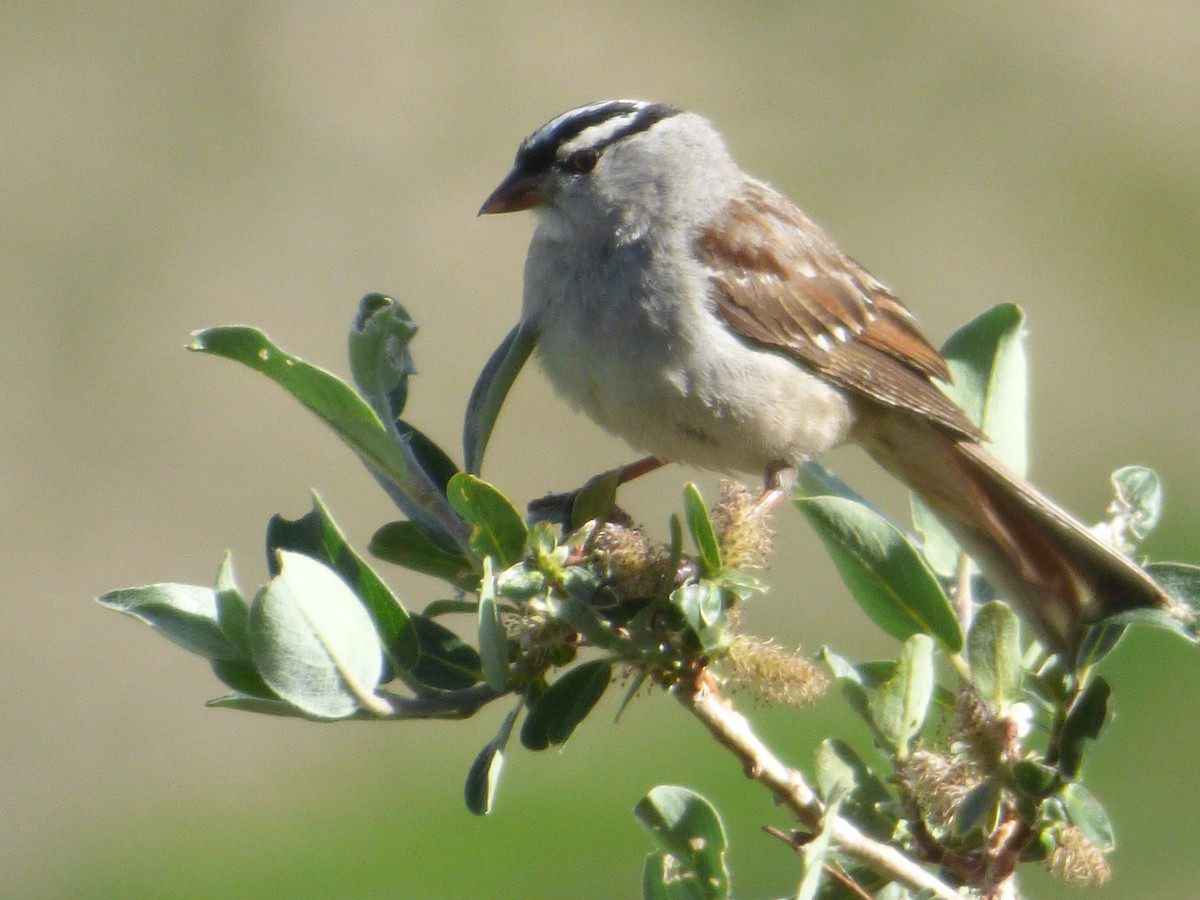 White-crowned Sparrow (oriantha) - ML606276731