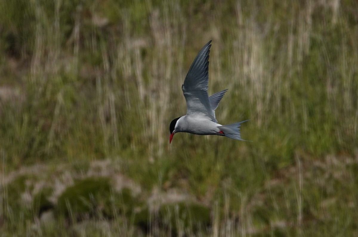 Kerguelen Tern - ML606277251