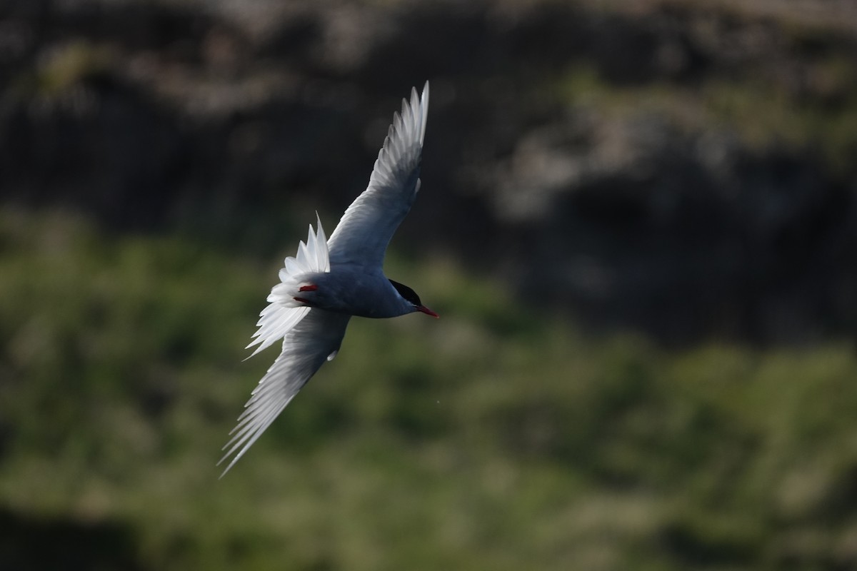 Kerguelen Tern - ML606277341