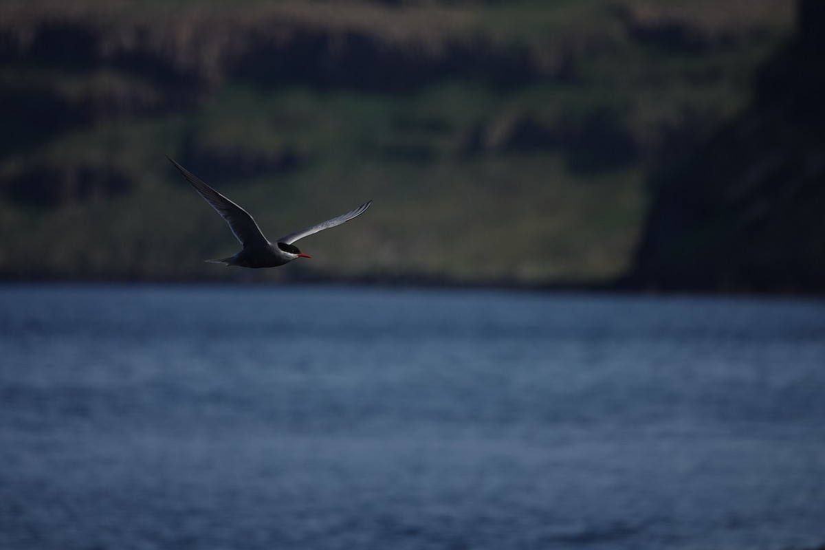 Kerguelen Tern - Vincent PERRIN