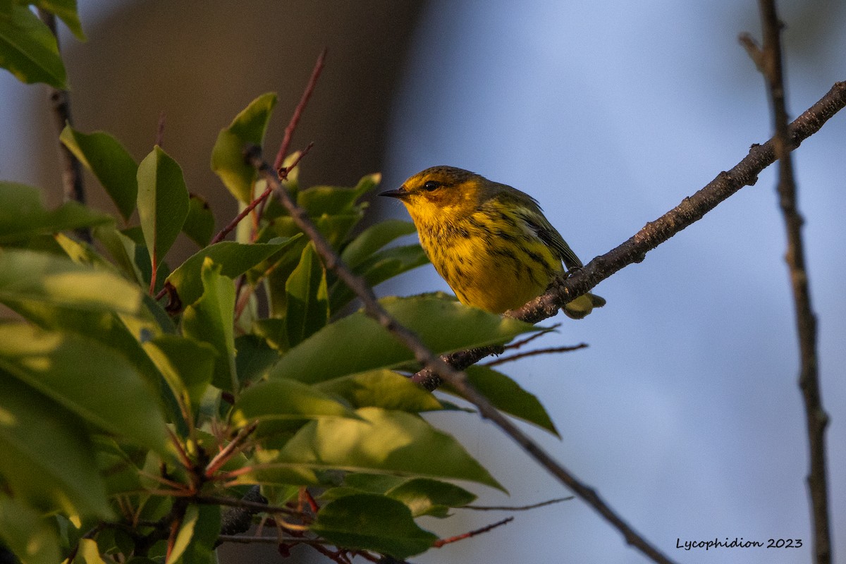 Cape May Warbler - ML606277671