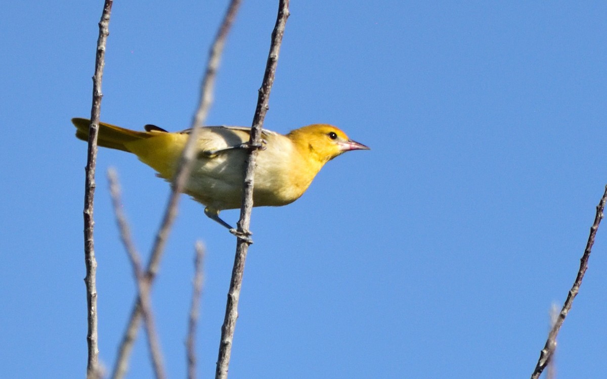 Bullock's Oriole - ML606278811