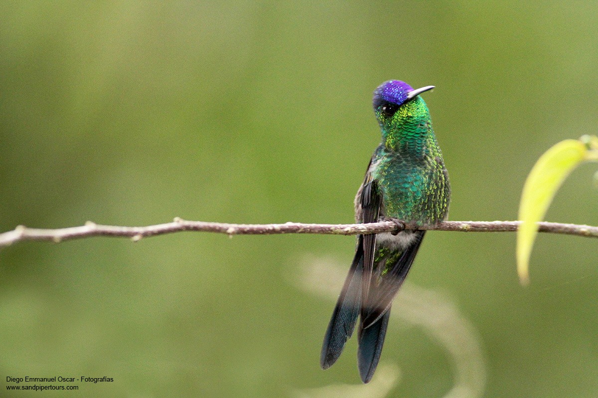 Violet-capped Woodnymph - ML60627901