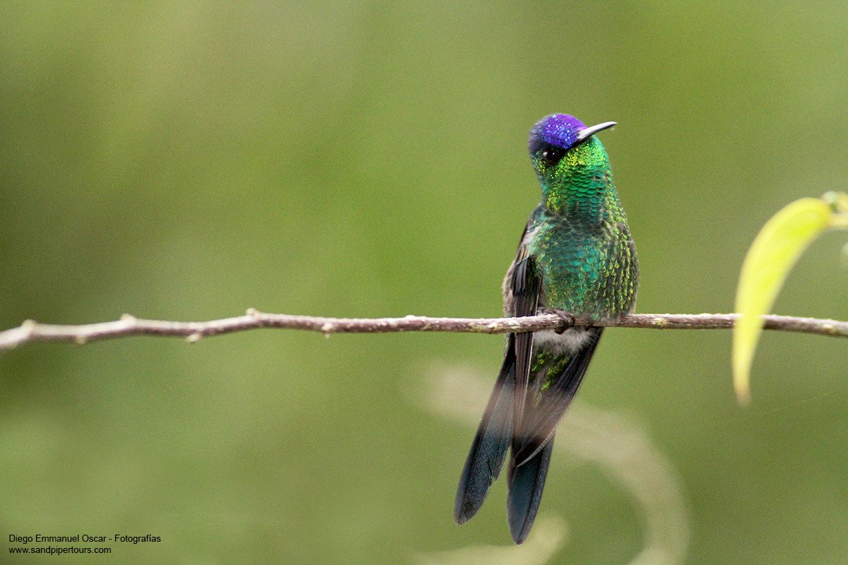 Violet-capped Woodnymph - Diego Oscar / Sandpiper Birding & Tours