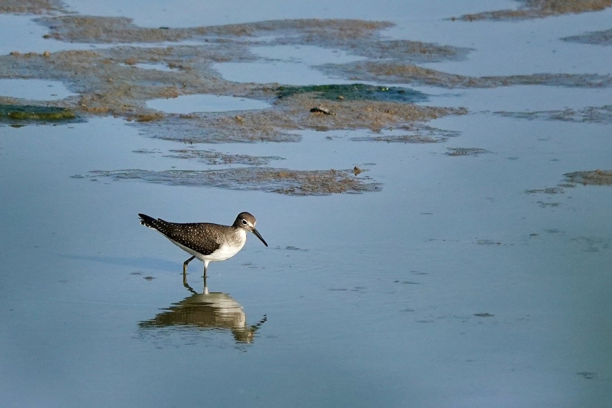 Solitary Sandpiper - ML606279071