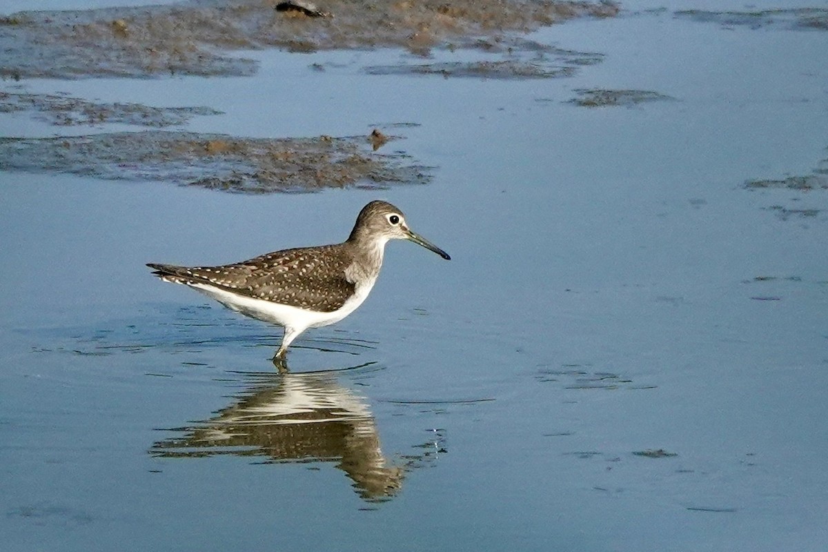 Solitary Sandpiper - ML606279081