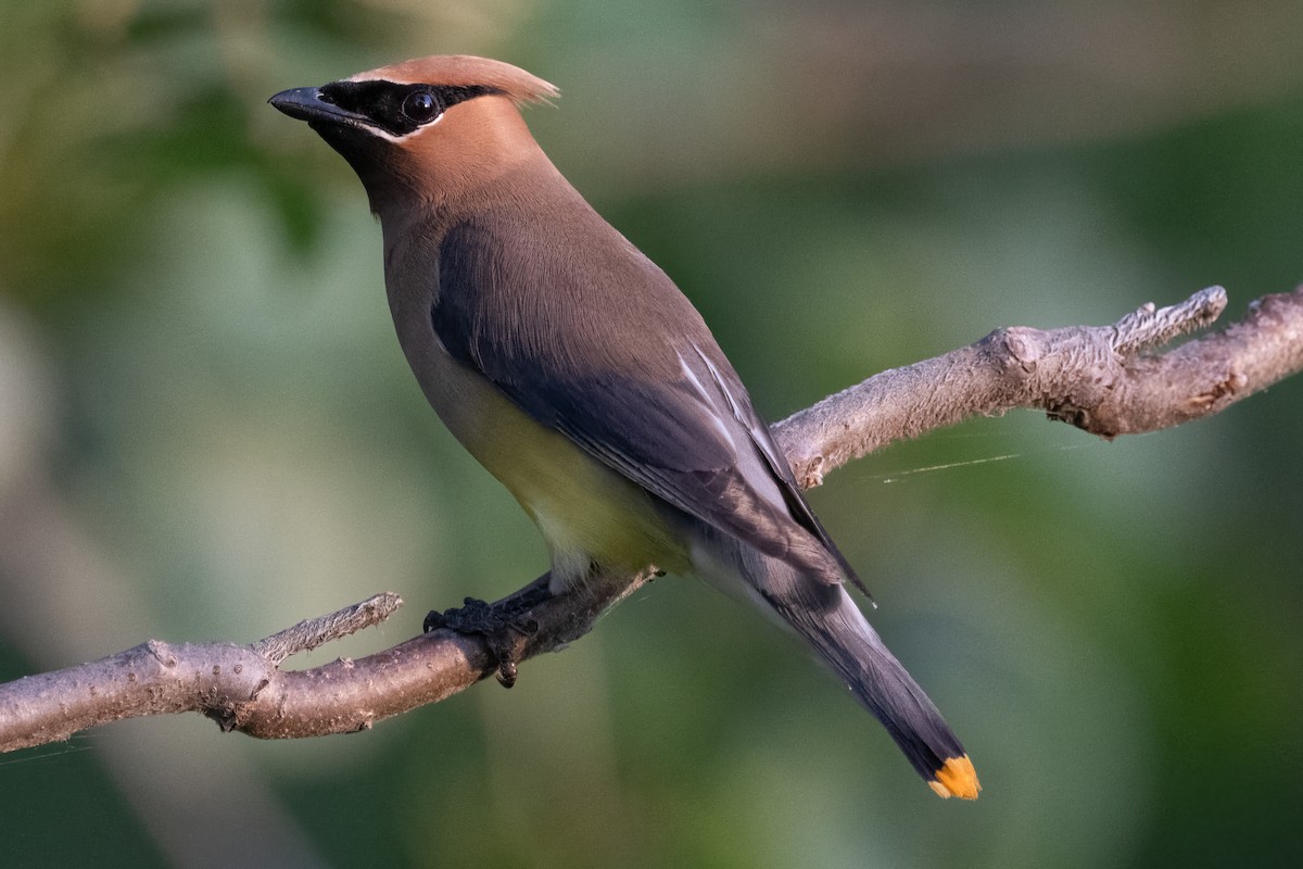 Cedar Waxwing - ML606279091