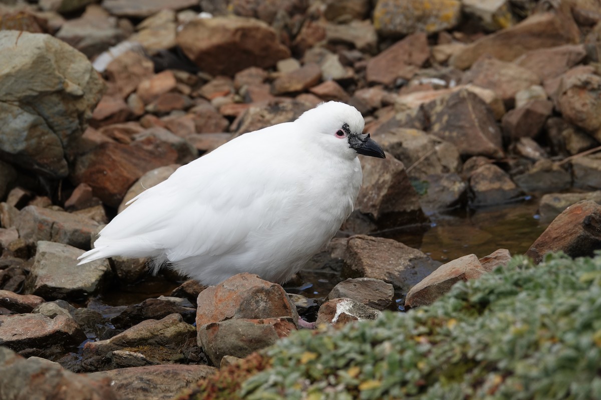 Black-faced Sheathbill - ML606279121