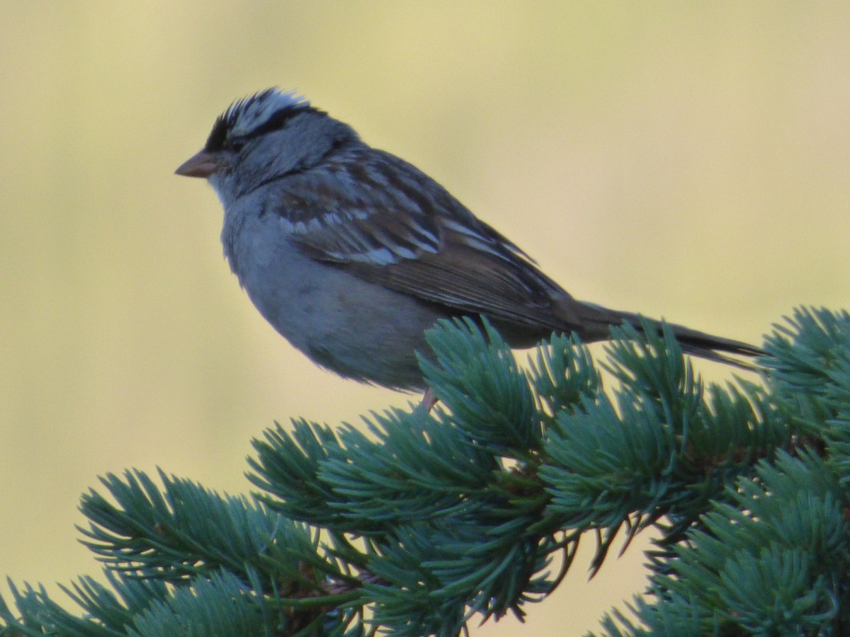 White-crowned Sparrow (oriantha) - ML606279211