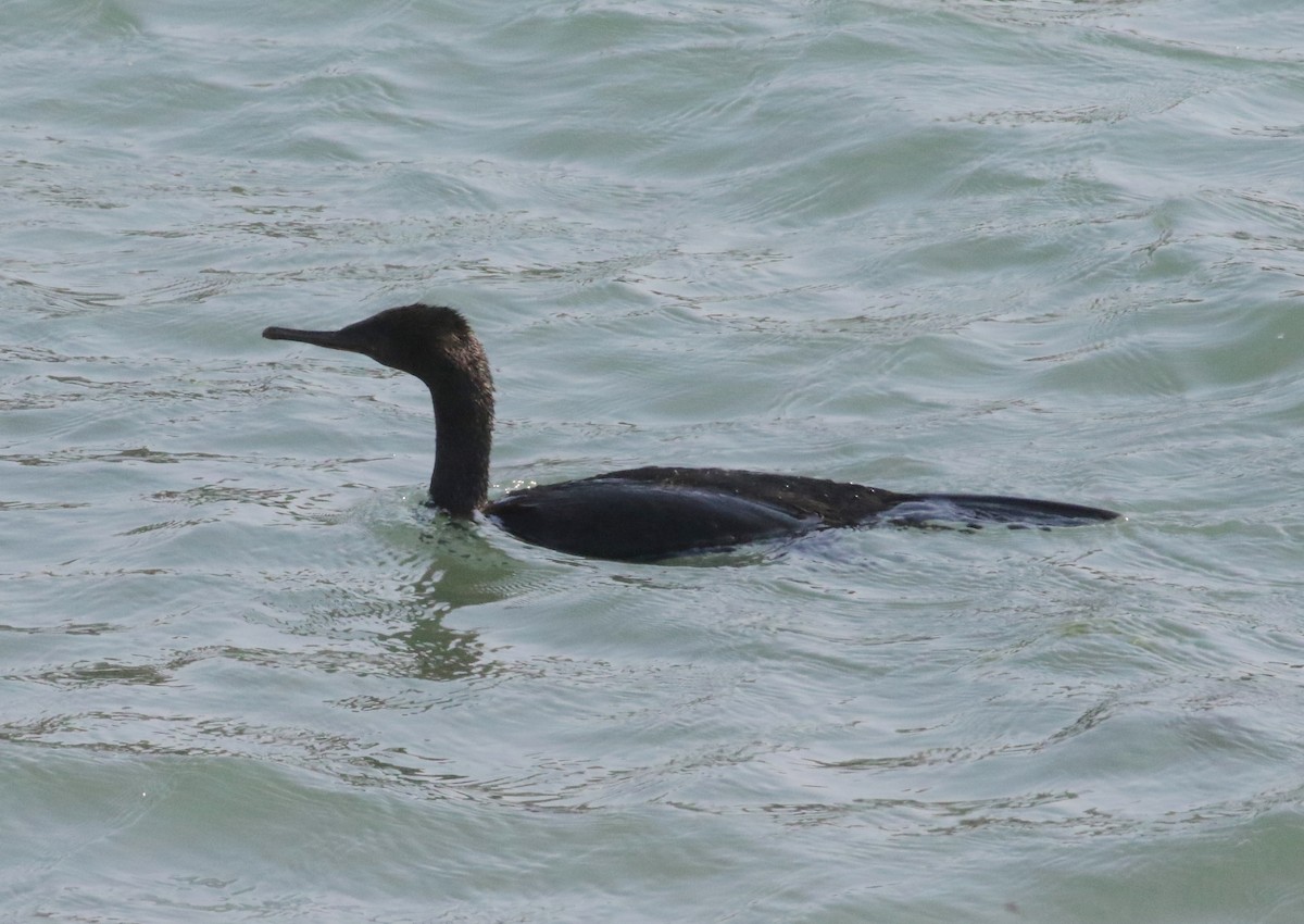 Pelagic Cormorant - Jasper Barnes