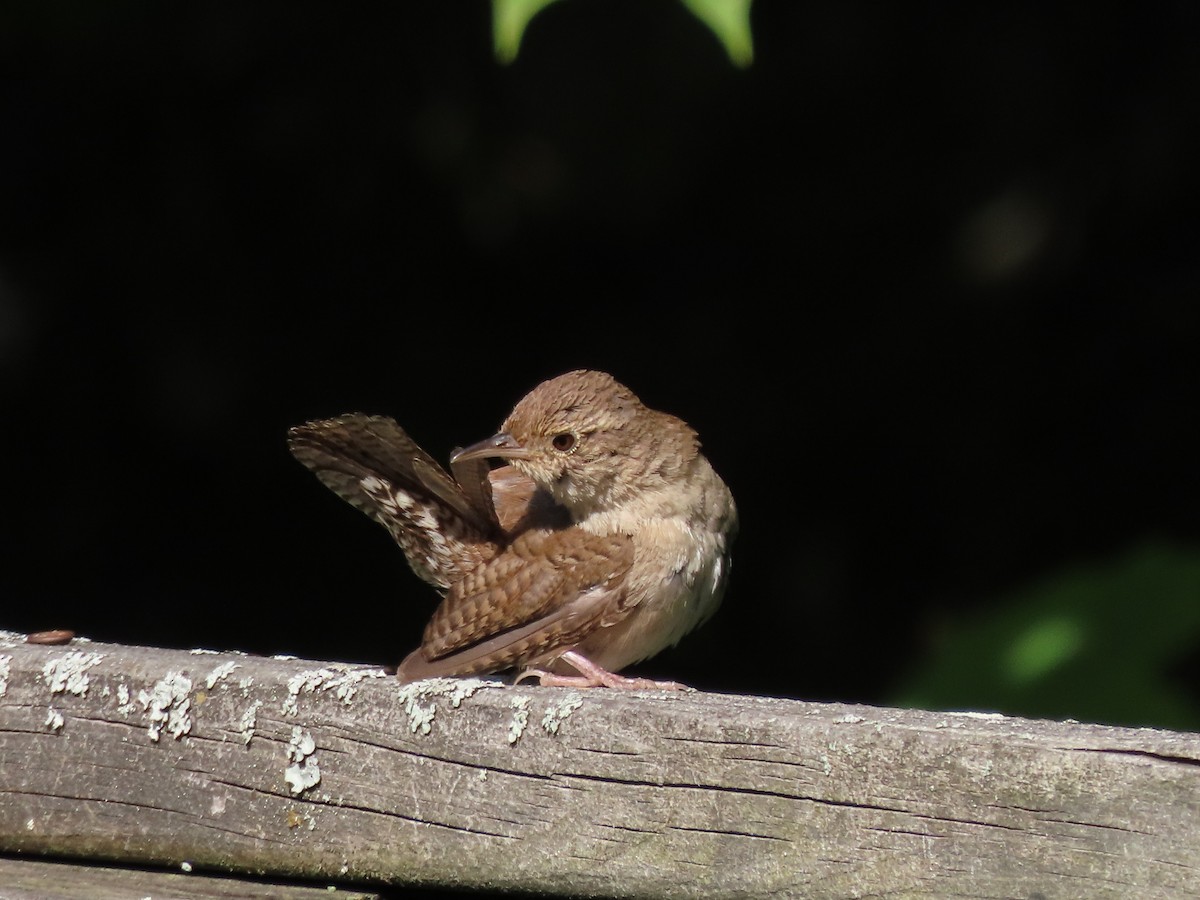 House Wren - ML606280021